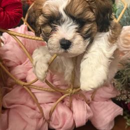 Shichons from Jessica Cupp