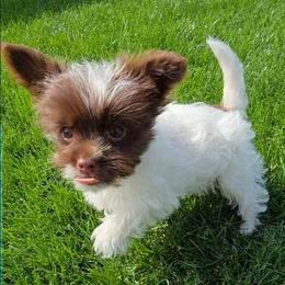 Wilhelmine - Chocolate tan and white female Biewer Terrier puppy in Bakersfield, California from Melissa Lichtenberg