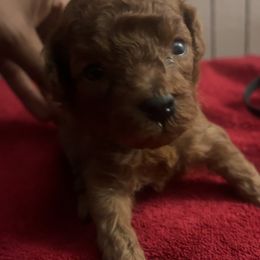 Giorgio - Red  male Poodle puppy in Long Island, New York from Minipaws kennel