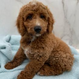 Scout - Red  male Goldendoodle puppy in Kansas City, Kansas from Bella & Ivy’s Mini Goldendoodles of KC