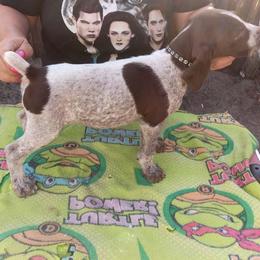 Black - Liver roan male German Shorthaired Pointer puppy in Marble, Florida from Dancin' German Shorthaired Pointer's