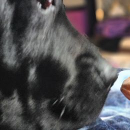 Cane Corso from Durgin Hollow