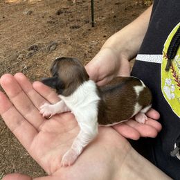 Bessie - Piebald female Dachshund puppy in Sandpoint, Idaho from Upper Pack River Mini Dachshunds