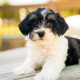 Havanese Puppies from Cabana Havanese