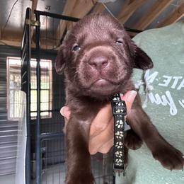 Black - Chocolate male Labrador Retriever puppy in Newton Grove, North Carolina from Wayalife Labradors & Gsp’s