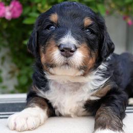 Marsh - Tri-color female Bernedoodle puppy in Folsom, Louisiana from DoodlesFarmCo