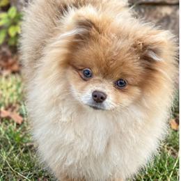 Peppercorn - Lavender male Pomeranian puppy in Buck Valley, Pennsylvania from Buck Valley Pomeranians