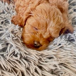 Winnie - Red female Cavapoo puppy in Gilbert, Arizona from Arizona Toy Cavapoos – Health‐Tested & Home‐Raised