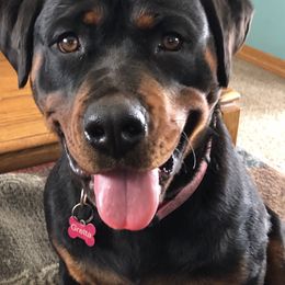 Gretta - Rottweiler