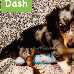 Dachshunds from 4 States Mini Dachshunds