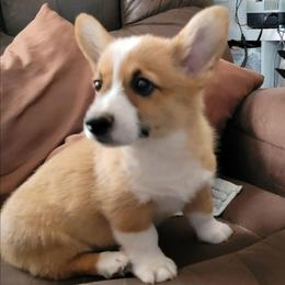 Boy 2 - Red male Pembroke Welsh Corgi puppy in Poplar, Wisconsin from Tshandra Corgis