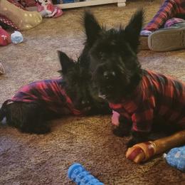 Scottish Terriers from Stefany Farm of Happiness