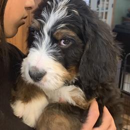 Bernedoodles and Goldendoodles from Colorado Springs Doodles