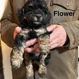 Flower - Phantom female Poodle puppy in Centralia, Illinois from Brick Hill Ranch