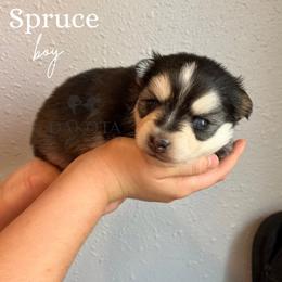 Spruce - Pomsky puppy from Dakota Pomskies