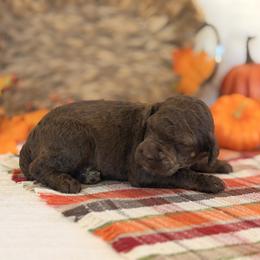 Wonderheart - Phantom male Poodle puppy in Commerce, Georgia from Peach Blossom Kennels