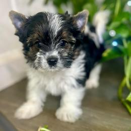 Saru - Black tan and white male Biewer Terrier puppy in Winston Salem, North Carolina from LaythStone