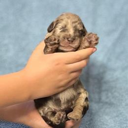 Lady Harriett - Chocolate female Assorted Doodle Crosses puppy in Kansas City, Missouri from Beary GoldenDoodles