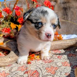 Ellen - Brindle merle and white female American Corgi puppy in Shawnee, Oklahoma from Sunray Ranch