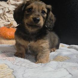 Rolex - Red male Dachshund puppy in Bunch, Oklahoma from Julie’s Jewels Puppies
