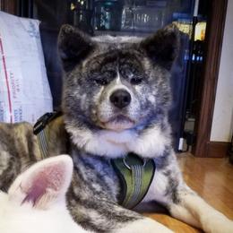 Juju  - Akita