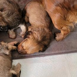 Dachshund Puppies from CLARK'S BREEDING PROGRAM