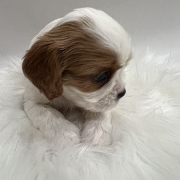 Cavalier King Charles Spaniel Puppies from Beverlywood Cavaliers