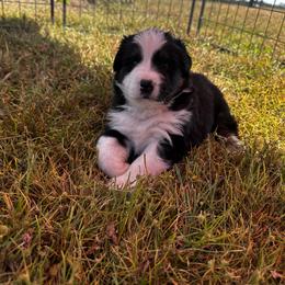Australian Shepherd Puppies from Hamilton Farms