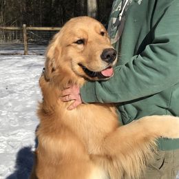 Popcorn  - Golden Retriever