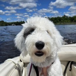 Sugar - Black and white female Sheepadoodle puppy in Egg Harbor City, New Jersey from Doodles by Starlight