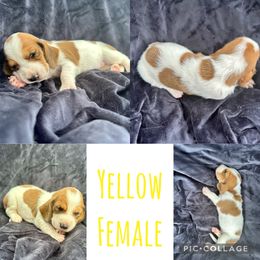 Girl 2 - Basset Hound puppy in Jacksonville, Florida from Craven Bassets