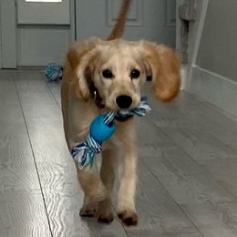 Scout - Golden Retriever