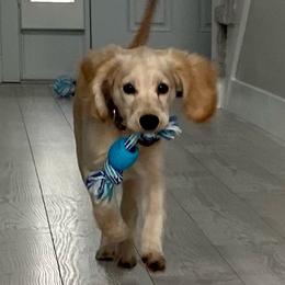 Scout - Golden Retriever
