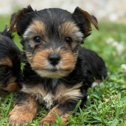 Yorkie Boy2 - Black and tan male Yorkshire Terrier puppy in Summerville, South Carolina from Our Yorkie and Morkie Puppies of Summerville, South Carolina.