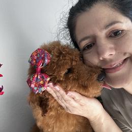 Lucy - Red  female Poodle puppy in Cape Coral, Florida from Katherine’s Yorkies and Poodles