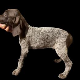 Nico - Liver roan male German Shorthaired Pointer puppy in Marble, North Carolina from Dancin' German Shorthaired Pointer's