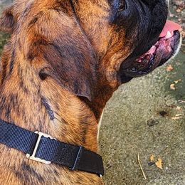 Boxers from Lone Pine Boxers