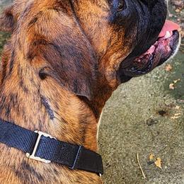 Boxers from Lone Pine Boxers