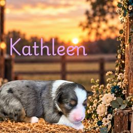 Kathleen - Blue merle female Miniature Australian Shepherd puppy in Oronogo, Missouri from Dutton's Show Me Farms