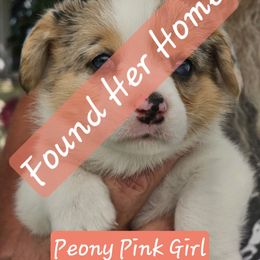 Peony - Blue merle and white female American Corgi puppy in Boise, Idaho from Porter Creek Corgis