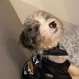 Bernedoodle Puppies from Haj Paj Bernedoodles