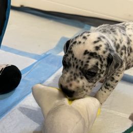 Dalmatian Puppies from Hallmark Dalmatians;