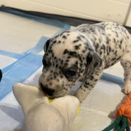 Dalmatian Puppies from Hallmark Dalmatians;