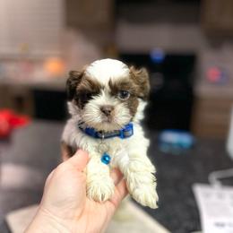 Boy 1 - Liver and white male Shih Tzu puppy in Seguin, Texas from Dolled Up Shih Tzus