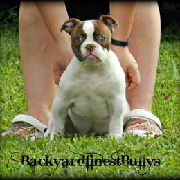 American Bulldog and French Bulldog Puppies from BackyardfinestBullys
