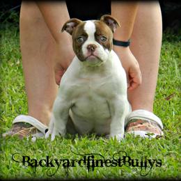 American Bulldog and French Bulldog Puppies from BackyardfinestBullys