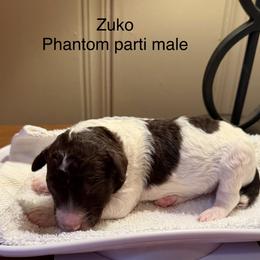 Zuko - Parti male Poodle puppy in Washington, Pennsylvania from Patriotic Poodles