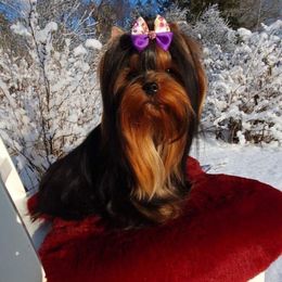 Issbella - Yorkshire Terrier