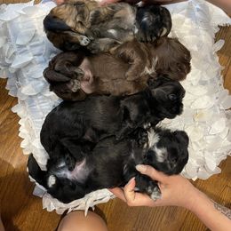 Shih Tzu Puppies from Shihtzus.Sc