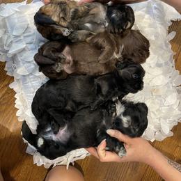 Shih Tzu Puppies from Shihtzus.Sc